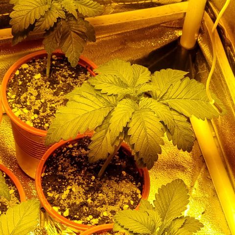 Ak47 Original growlog timeline photo