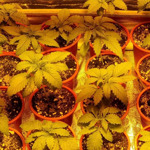 Ak47 Original growlog timeline photo