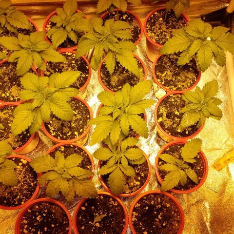 Ak47 Original growlog timeline photo