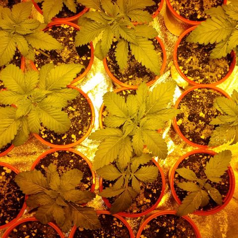 Ak47 Original growlog timeline photo