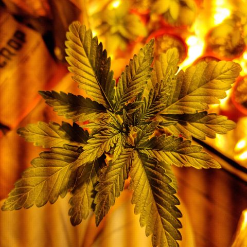 Ak47 Original growlog photo: Hay una que se le está secando una hoja la apreté un poco y se nota que esta seca, fuera de eso, todo bien