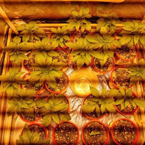 Ak47 Original growlog photo: Hay una que se le está secando una hoja la apreté un poco y se nota que esta seca, fuera de eso, todo bien