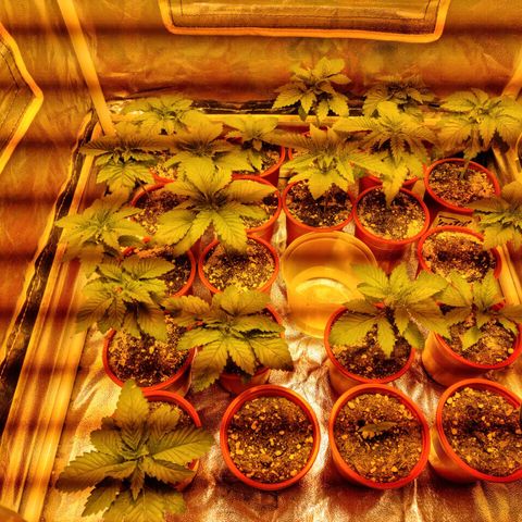 Ak47 Original growlog photo: Hay una que se le está secando una hoja la apreté un poco y se nota que esta seca, fuera de eso, todo bien