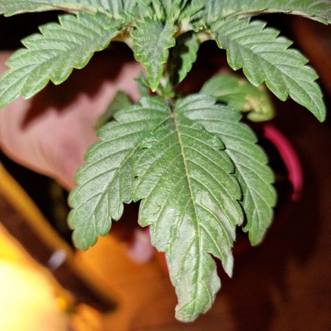 Ak47 Original growlog photo: Hay una que se le está secando una hoja la apreté un poco y se nota que esta seca, fuera de eso, todo bien