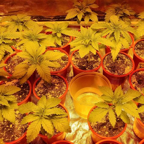 Ak47 Original growlog photo: Hay una que se le está secando una hoja la apreté un poco y se nota que esta seca, fuera de eso, todo bien