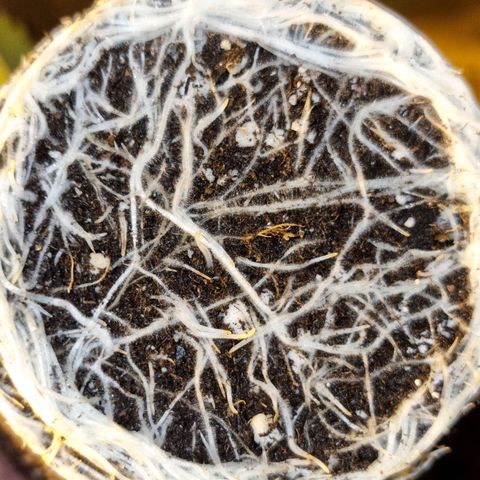 Ak47 Original growlog photo: Se realiza trasplante pasando de 0.5lts a 11lts, aplicándole micorrizas Great White Granular-1 (1.5g.aprox c/u) más sus fertilizantes (TopCroVeg(3ml/lts)) y enrraizante (Rizotonic (4ml/lts))
