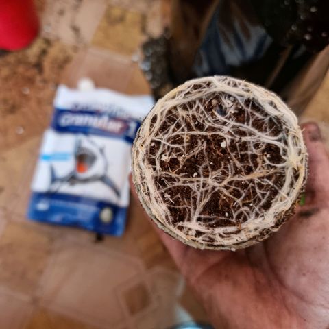 Ak47 Original growlog photo: Se realiza trasplante pasando de 0.5lts a 11lts, aplicándole micorrizas Great White Granular-1 (1.5g.aprox c/u) más sus fertilizantes (TopCroVeg(3ml/lts)) y enrraizante (Rizotonic (4ml/lts))