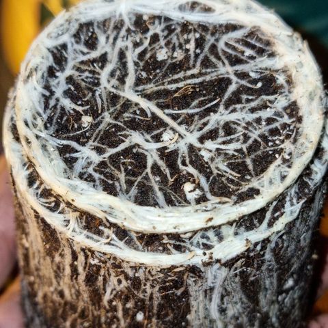 Ak47 Original growlog photo: Se realiza trasplante pasando de 0.5lts a 11lts, aplicándole micorrizas Great White Granular-1 (1.5g.aprox c/u) más sus fertilizantes (TopCroVeg(3ml/lts)) y enrraizante (Rizotonic (4ml/lts))