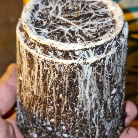 Ak47 Original growlog timeline photo