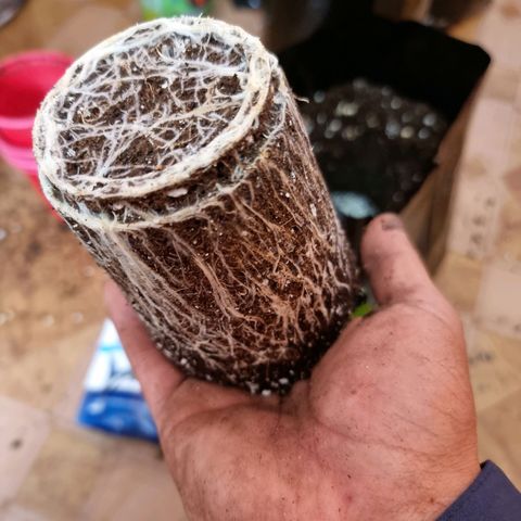 Ak47 Original growlog timeline photo