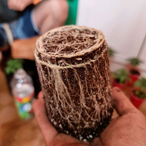 Ak47 Original growlog timeline photo