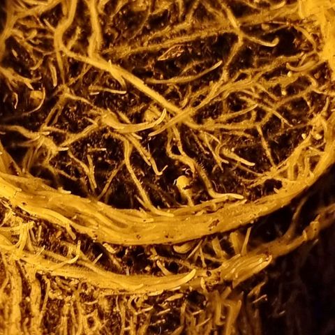 Ak47 Original growlog timeline photo