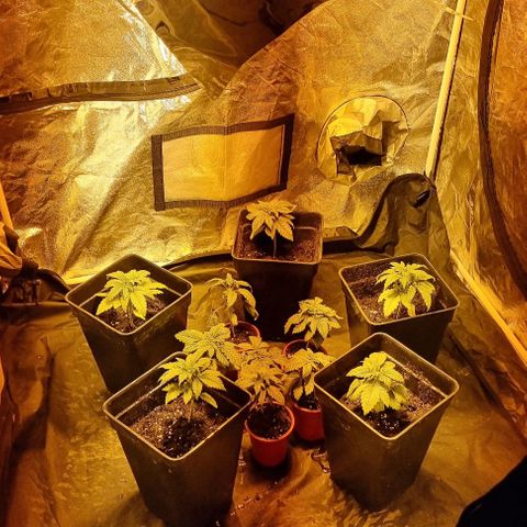 Ak47 Original growlog timeline photo