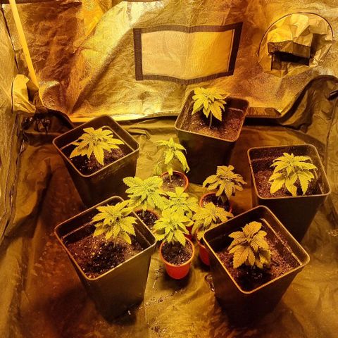 Ak47 Original growlog timeline photo