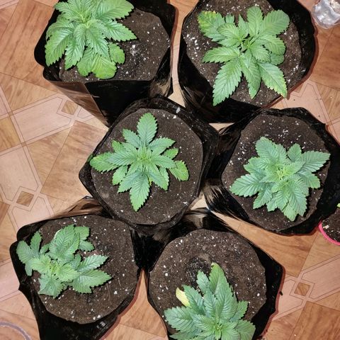 Ak47 Original growlog timeline photo