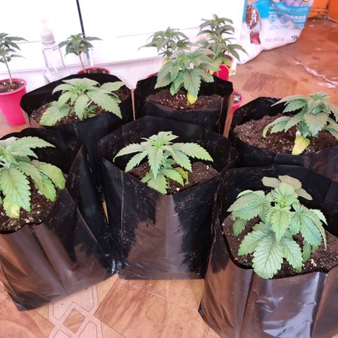 Ak47 Original growlog timeline photo