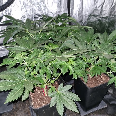 Ak47 Original growlog photo: Cambiamos el fotoperiodo a 12/12. El 16/10/2021 aplicamos foliarmente DELTA NUEVE (6ml/lts).
Están hermosas llegando a medir algunas unos 35 a 40cm