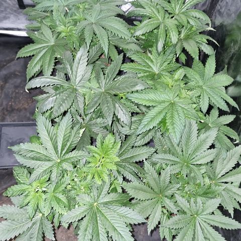 Ak47 Original growlog photo: Cambiamos el fotoperiodo a 12/12. El 16/10/2021 aplicamos foliarmente DELTA NUEVE (6ml/lts).
Están hermosas llegando a medir algunas unos 35 a 40cm