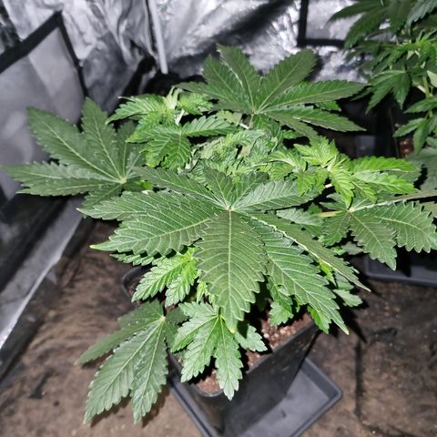 Ak47 Original growlog photo: Cambiamos el fotoperiodo a 12/12. El 16/10/2021 aplicamos foliarmente DELTA NUEVE (6ml/lts).
Están hermosas llegando a medir algunas unos 35 a 40cm