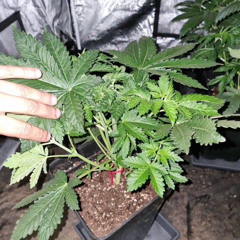 Ak47 Original growlog photo: Cambiamos el fotoperiodo a 12/12. El 16/10/2021 aplicamos foliarmente DELTA NUEVE (6ml/lts).
Están hermosas llegando a medir algunas unos 35 a 40cm
