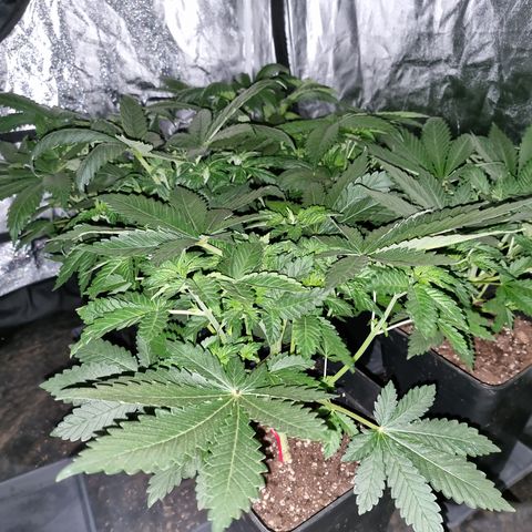 Ak47 Original growlog photo: Cambiamos el fotoperiodo a 12/12. El 16/10/2021 aplicamos foliarmente DELTA NUEVE (6ml/lts).
Están hermosas llegando a medir algunas unos 35 a 40cm