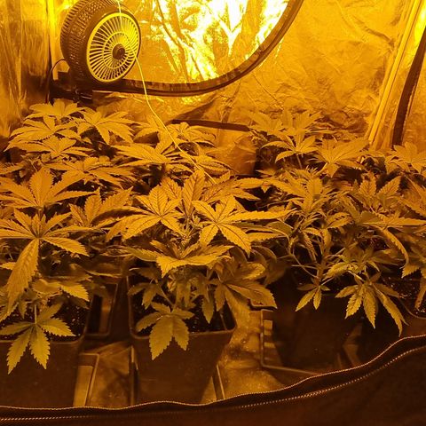 Ak47 Original growlog photo: Están separadas por ahora ya que 5 se van a exterior y las otras 6 se quedan en indoor 