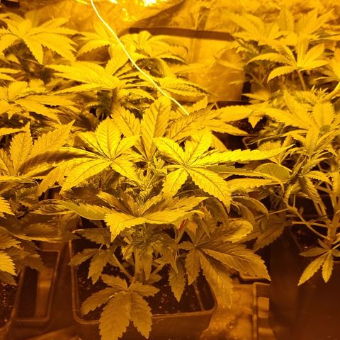 Ak47 Original growlog photo: Están separadas por ahora ya que 5 se van a exterior y las otras 6 se quedan en indoor 
