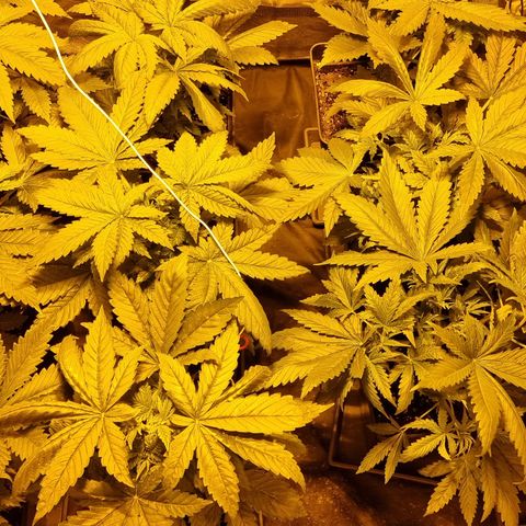 Ak47 Original growlog photo: Están separadas por ahora ya que 5 se van a exterior y las otras 6 se quedan en indoor 