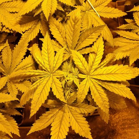 Ak47 Original growlog photo: Están separadas por ahora ya que 5 se van a exterior y las otras 6 se quedan en indoor 