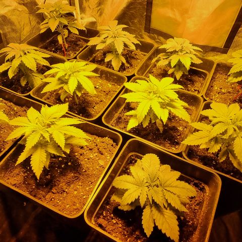Ak47 Original growlog timeline photo