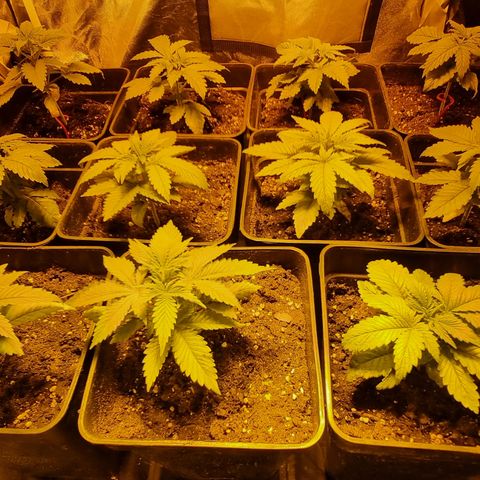 Ak47 Original growlog timeline photo