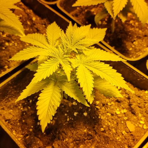 Ak47 Original growlog timeline photo