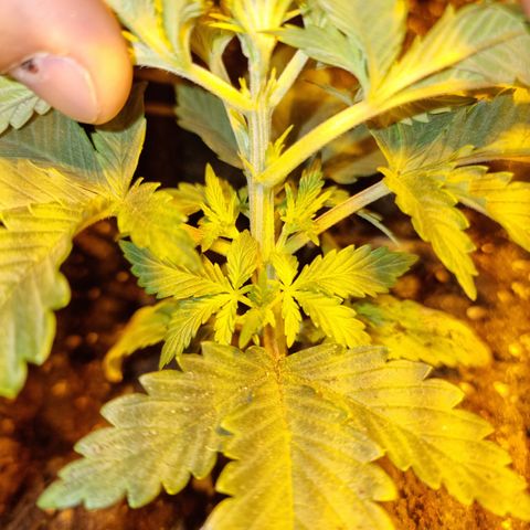 Ak47 Original growlog timeline photo