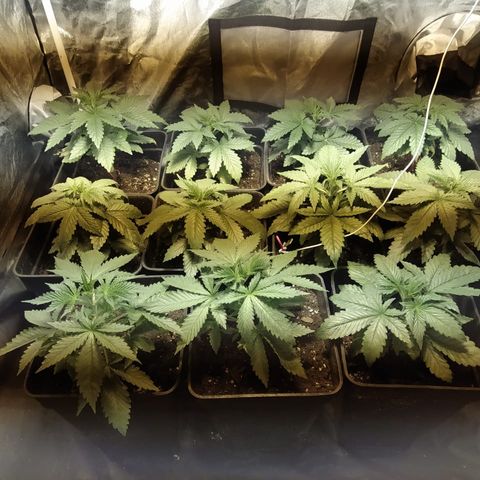 Ak47 Original growlog photo: Van como avión 