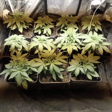 Ak47 Original growlog photo: Van como avión 