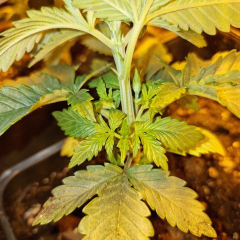 Ak47 Original growlog timeline photo