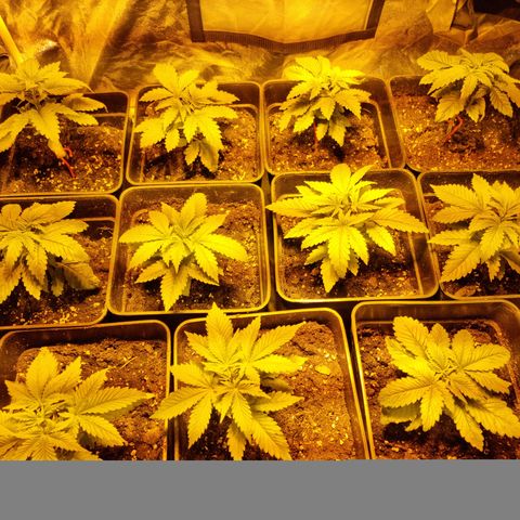 Ak47 Original growlog timeline photo