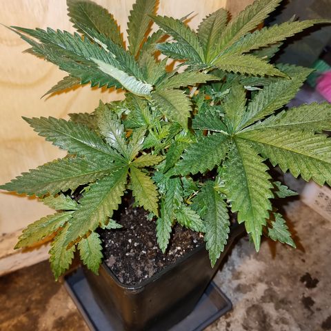 Ak47 Original growlog photo: 6 plantas fueron pulverizadas con DELTA NUEVE (6ml/lts) más enraizante RHIZOTONIC (4ml/lts).
Las otras 5 que se van a exterior fueron regadas con TOPCROP (5ml/lts) más enraizante RHIZOTONIC (4ml/lts)