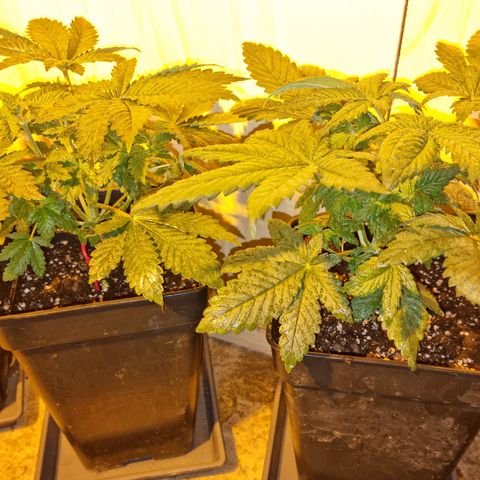 Ak47 Original growlog photo: 6 plantas fueron pulverizadas con DELTA NUEVE (6ml/lts) más enraizante RHIZOTONIC (4ml/lts).
Las otras 5 que se van a exterior fueron regadas con TOPCROP (5ml/lts) más enraizante RHIZOTONIC (4ml/lts)