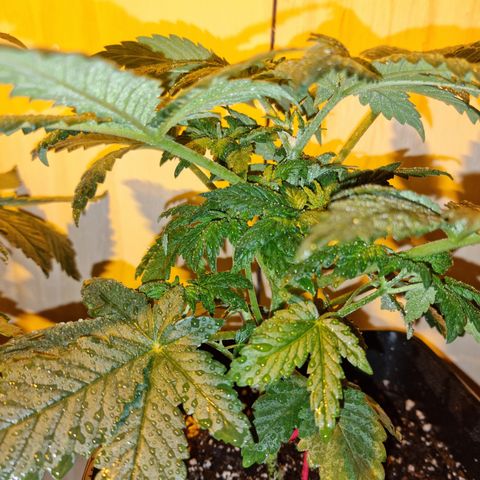 Ak47 Original growlog photo: 6 plantas fueron pulverizadas con DELTA NUEVE (6ml/lts) más enraizante RHIZOTONIC (4ml/lts).
Las otras 5 que se van a exterior fueron regadas con TOPCROP (5ml/lts) más enraizante RHIZOTONIC (4ml/lts)