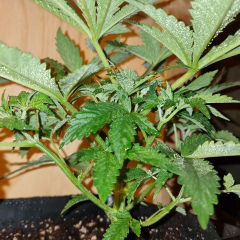 Ak47 Original growlog photo: 6 plantas fueron pulverizadas con DELTA NUEVE (6ml/lts) más enraizante RHIZOTONIC (4ml/lts).
Las otras 5 que se van a exterior fueron regadas con TOPCROP (5ml/lts) más enraizante RHIZOTONIC (4ml/lts)