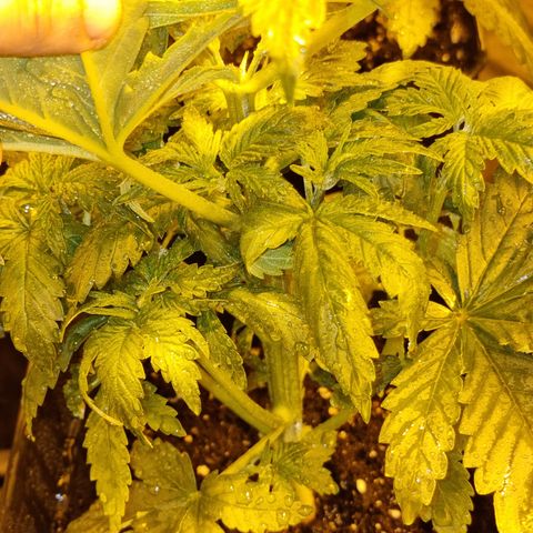 Ak47 Original growlog photo: 6 plantas fueron pulverizadas con DELTA NUEVE (6ml/lts) más enraizante RHIZOTONIC (4ml/lts).
Las otras 5 que se van a exterior fueron regadas con TOPCROP (5ml/lts) más enraizante RHIZOTONIC (4ml/lts)