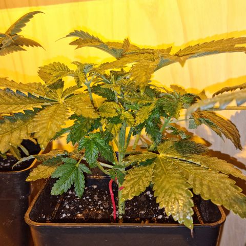 Ak47 Original growlog photo: 6 plantas fueron pulverizadas con DELTA NUEVE (6ml/lts) más enraizante RHIZOTONIC (4ml/lts).
Las otras 5 que se van a exterior fueron regadas con TOPCROP (5ml/lts) más enraizante RHIZOTONIC (4ml/lts)