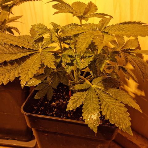 Ak47 Original growlog photo: 6 plantas fueron pulverizadas con DELTA NUEVE (6ml/lts) más enraizante RHIZOTONIC (4ml/lts).
Las otras 5 que se van a exterior fueron regadas con TOPCROP (5ml/lts) más enraizante RHIZOTONIC (4ml/lts)