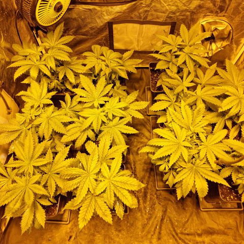 Ak47 Original growlog photo: 6 plantas fueron pulverizadas con DELTA NUEVE (6ml/lts) más enraizante RHIZOTONIC (4ml/lts).
Las otras 5 que se van a exterior fueron regadas con TOPCROP (5ml/lts) más enraizante RHIZOTONIC (4ml/lts)