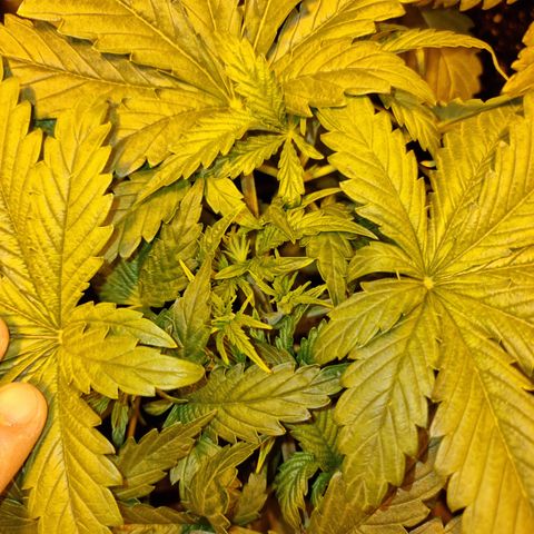 Ak47 Original growlog photo: 6 plantas fueron pulverizadas con DELTA NUEVE (6ml/lts) más enraizante RHIZOTONIC (4ml/lts).
Las otras 5 que se van a exterior fueron regadas con TOPCROP (5ml/lts) más enraizante RHIZOTONIC (4ml/lts)
