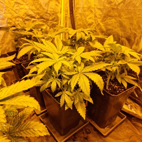 Ak47 Original growlog photo: 6 plantas fueron pulverizadas con DELTA NUEVE (6ml/lts) más enraizante RHIZOTONIC (4ml/lts). Las otras 5 que se van a exterior fueron regadas con TOPCROP (5ml/lts) más enraizante RHIZOTONIC (4ml/lts)