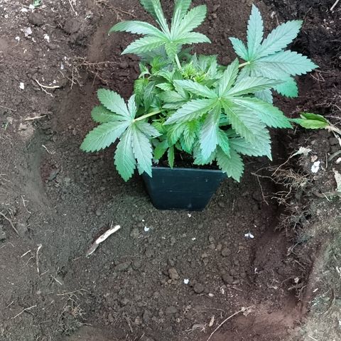 Ak47 Original growlog photo: Se realiza trasplante de 5 ejemplares hacia exterior aplicando micorrizas marca GREATWHITE Granular-1 (2g/planta) en terreno.