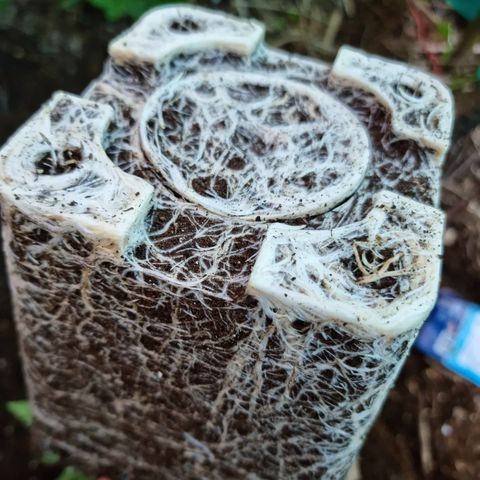 Ak47 Original growlog photo: Se realiza trasplante de 5 ejemplares hacia exterior aplicando micorrizas marca GREATWHITE Granular-1 (2g/planta) en terreno.