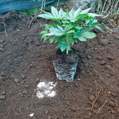 Ak47 Original growlog photo: Se realiza trasplante de 5 ejemplares hacia exterior aplicando micorrizas marca GREATWHITE Granular-1 (2g/planta) en terreno.